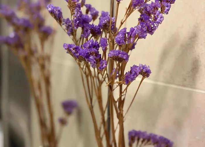 Appartement Portico 33